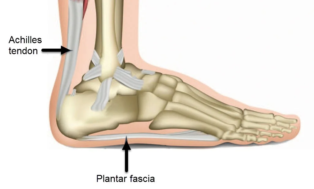 وظیفه و عملکرد تاندون پا