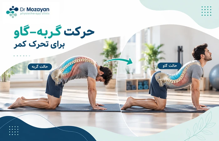 حرکت گربه و گاو برای کمردرد
